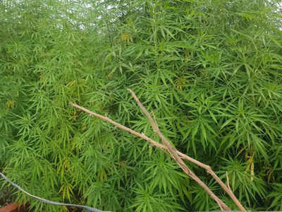 Ganja: ఇంట్లోనే గంజాయి సాగు.. నగరం నడిబోడ్డునే..