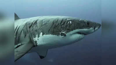 Video: पानी के भीतर कैमरे में कैद हुआ बुरी तरह चोटिल शिकारी, विशेषज्ञ बोले- दुनिया की सबसे घायल शार्क