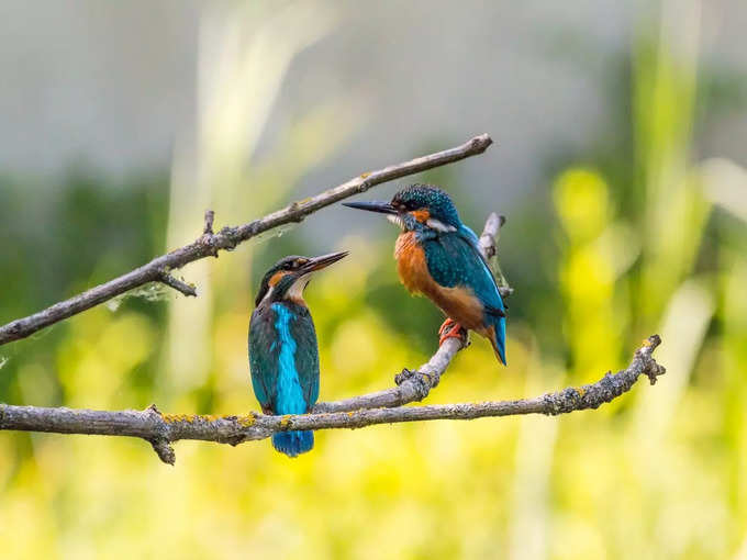 ओखला पक्षी अभ्यारण्य - Okhla Bird Sanctuary in Hindi