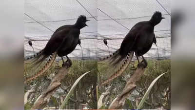 बाळ तर रडत नाहिये ना? या पक्षाचा आवाज ऐकून तुम्ही देखील पडाल कोड्यात