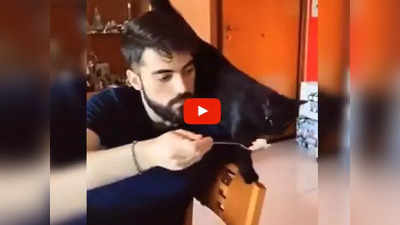 Video: माझ्याशी पंगा घेऊ नकोस; मांजरीनं मालकालाच शिकवला धडा