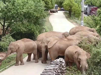 ঝাড়গ্রামে পূর্ণবয়স্ক হাতির দেহ উদ্ধার, শালবনি-গলসিতে দাঁতালের তাণ্ডব