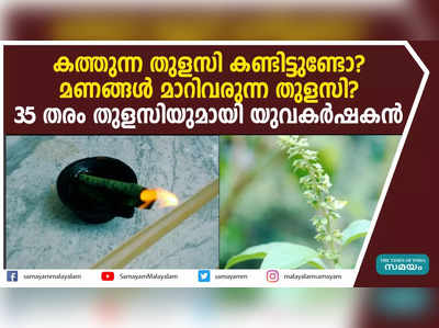 കത്തുന്ന തുളസി കണ്ടിട്ടുണ്ടോ? മണങ്ങൾ മാറിവരുന്ന തുളസി? 35 തരം തുളസിയുമായി യുവകർഷകൻ