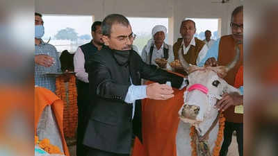हमीरपुर में कान्हा गौआश्रय स्थल में गायों को अब सुनाए जाएंगे भजन, डीएम ने दिए आदेश