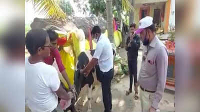 जनावरांच्या मृत्यूचे तांडव; अचानक आलेल्या संकटाने नगरकरांची दिवाळी झाली कडू