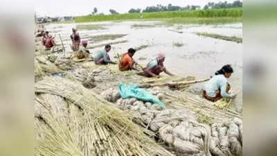 অবৈধ মজুত পাট উদ্ধারে নির্দেশ