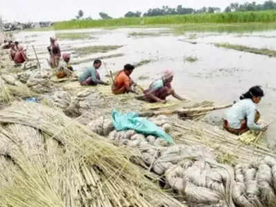 অবৈধ মজুত পাট উদ্ধারে নির্দেশ