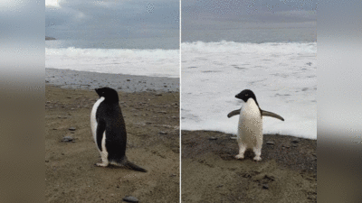 वीडियो: अंटारकटिका से 3 हजार किमी का सफर कर न्‍यूजीलैंड पहुंची पेंग्विन, हैरत में दुनिया