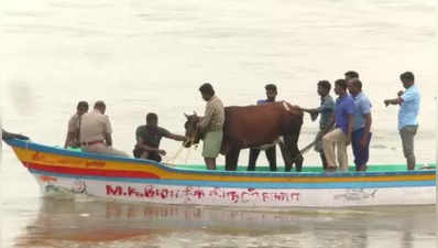 படகில் மிதந்து வந்த பசுமாடுகள்... வெள்ளத்தில் சிக்கிய மாடுகளை சாதுர்யமாக மீட்ட தீயணைப்பு வீரர்கள் - வீடியோ!