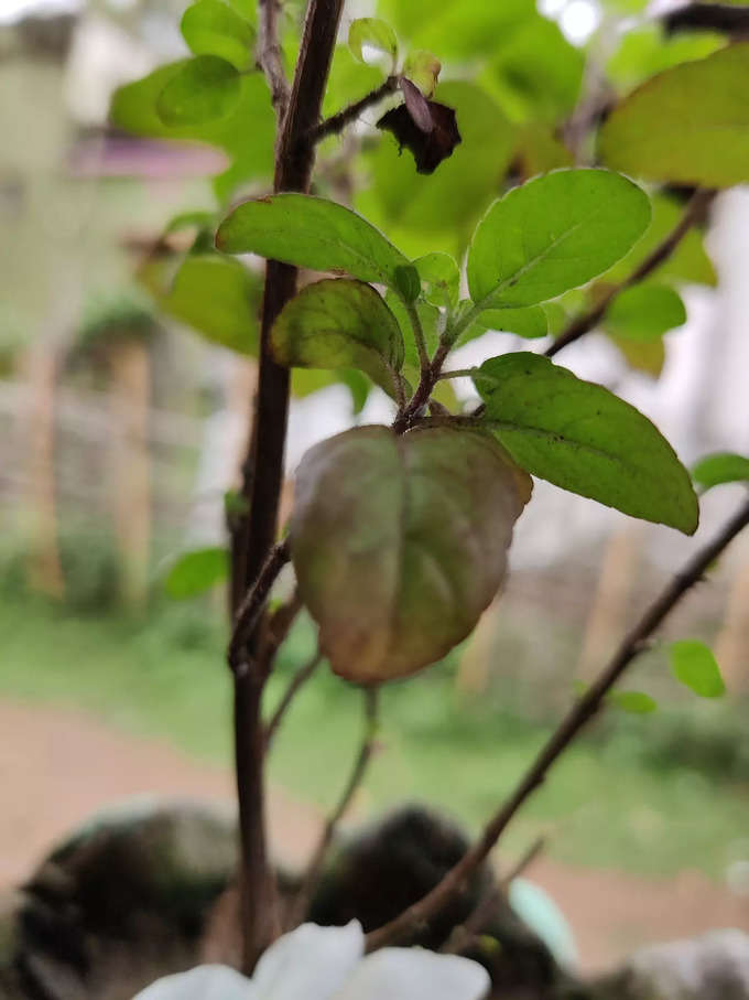 Tulsi Plant