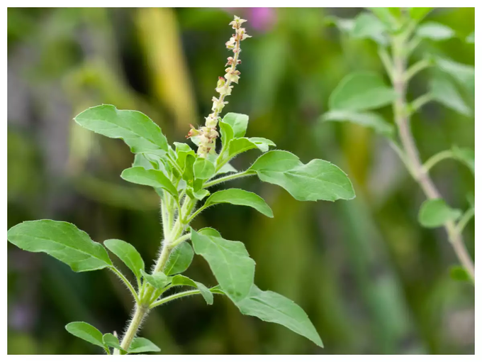 Tulsi Plant