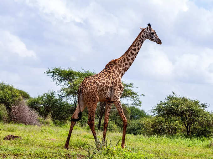 सेरेनगेटी नेशनल पार्क, तंजानिया - Serengeti National Park, Tanzania in Hindi