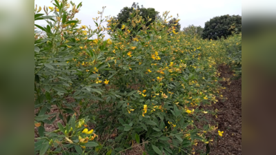 नशीबच फुटक! ढगाळ वातावरणामुळे तूर, हरभरा संकटात; बळीराजा हतबल