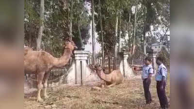 বাংলাদেশ সীমান্ত থেকে উদ্ধার ১৬টি উট