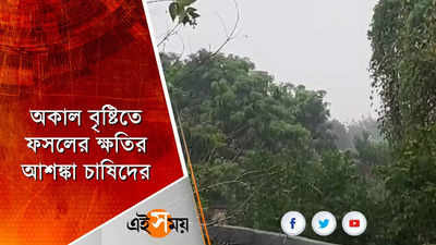 অকাল বৃষ্টিতে ফসলের ক্ষতির আশঙ্কা চাষিদের