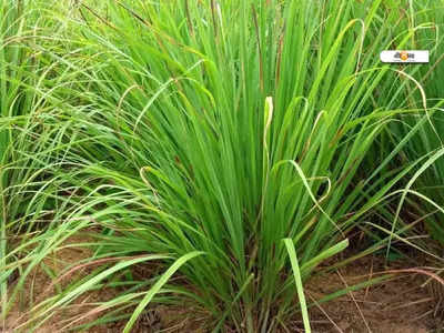 Lemon Grass Farming: মাত্র 75 পয়সার গাছ চাষে লাখ টাকা আয় করছেন কৃষকরা!