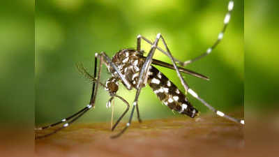 घर में हो सकते हैं डेंगू और मलेरिया जैसे घातक मच्छर, इन Mosquito Repellent को करें ट्राय
