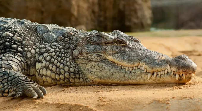 Bhitarkanika National Park​: জঙ্গল আর বন্যপ্রাণ ভালো লাগে? চলুন ভিতরকণিকায়