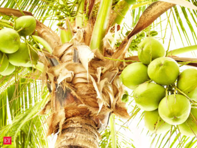 सिर पर नारियल गिरने पर बीमा
