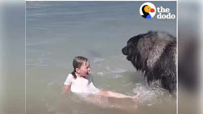 Video: ‘तो देवासारखा धावून आला’; बुडणाऱ्या चिमुकलीचे कुत्र्याने वाचवले प्राण