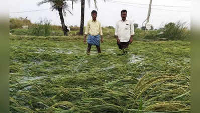 Karnataka Rains: ಅಕಾಲಿಕ ಮಳೆಯಬ್ಬರಕ್ಕೆ ರೈತ ತತ್ತರ; ಬಾಗಿದ ಭತ್ತದ ಪೈರು; ಅಡಕೆ ಕೊಯ್ಲಿಗೆ ಹರಸಾಹಸ