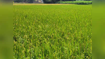 Bihar News : बिहार के किसानों के लिए बड़ी खबर, इन 19 जिलों में धान खरीद हुई शुरू... जानें पूरी प्रक्रिया