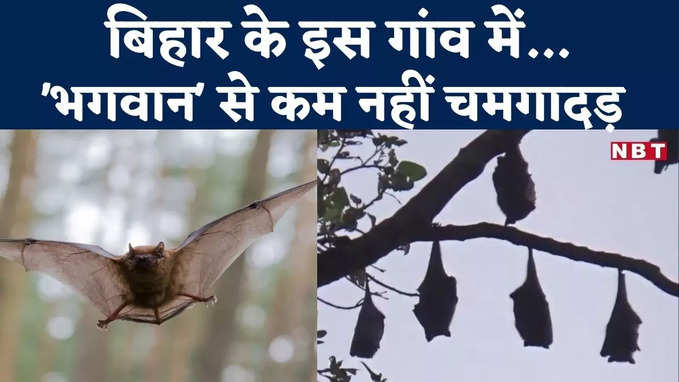 Muzaffarpur News : बिहार के इस गांव में भगवान से कम नहीं चमगादड़, देखकर हैरान रह जाएंगे ये वीडियो