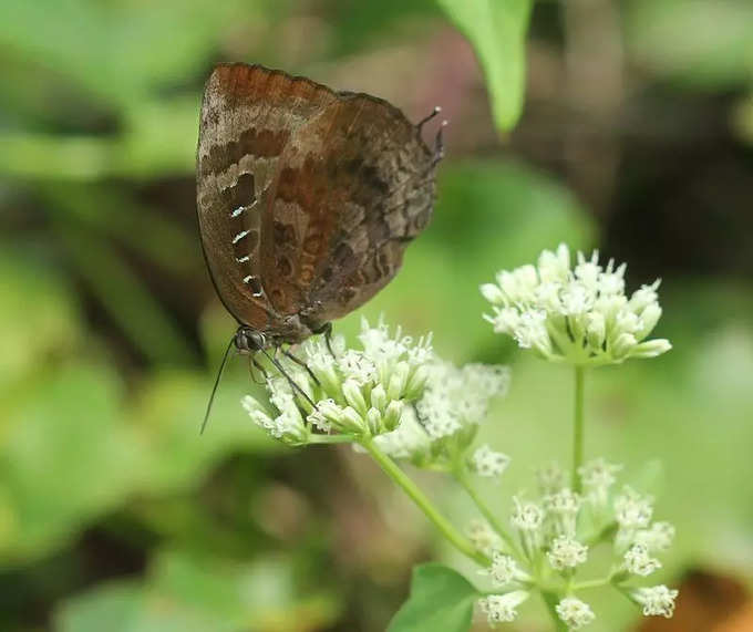 ​೧. ಮೌಂಟ್ ಹ್ಯಾರಿಯೆಟ್ ರಾಷ್ಟ್ರೀಯ ಉದ್ಯಾನ