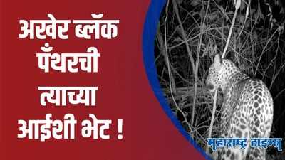 Sindhudurg : ब्लॅक पॅंथर बछड्याची त्याच्या आईशी भेट; वनविभागाचा यशस्वी प्रयोग