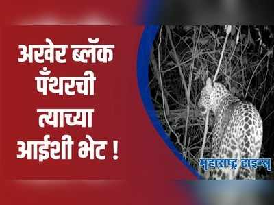 Sindhudurg : ब्लॅक पॅंथर बछड्याची त्याच्या आईशी भेट; वनविभागाचा यशस्वी प्रयोग