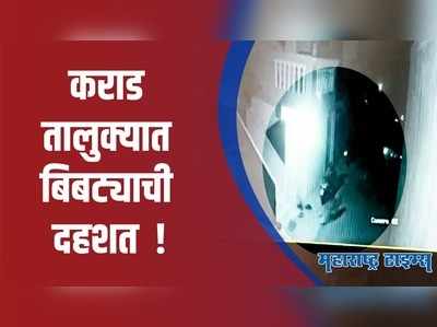 कराड तालुक्यात बिबट्याची दहशत; पशुपालकांमध्ये चिंतेचे वातावरण