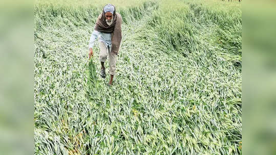 पीक विम्याचे दावे फेटाळले; रिलायन्स जनरल इन्शुरन्सविरोधात शेतकऱ्यांमध्ये असंतोष, राज्य सरकारची केंद्राकडे तक्रार