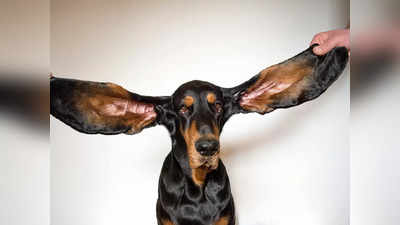 या कुत्र्याकडे आहेत सुपाइतके लांब कान; गंमती गंमतीत झाला वर्ल्ड रेकॉर्ड