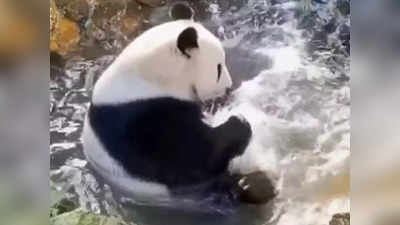 पांडा जेव्हा अशी अंघोळ करतो; क्यूट व्हिडीओ होतोय व्हायरल
