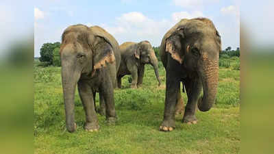 Assam News: इंसानों पर हमले रोकने को जंगली हाथी के गले में डाला गया कॉलर, असम वन विभाग की पहल