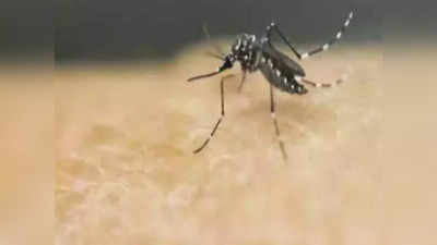 Zika Virus: कानपुर के बाद अब लखनऊ में भी बढ़ने लगे जीका के मामले, बुधवार को 2 और मरीज मिले