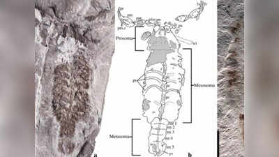 धरती पर सबसे पहले हवा में सांस लेने वाले जीव का जीवाश्म मिला, 43 करोड़ साल पुराना बिच्छू