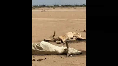 Video: भयानक सूखे से केन्या में बिछीं जानवरों की लाशें, लोग बोले- बारिश नहीं हुई तो हम सब मर जाएंगे