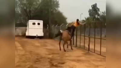 Video: अती स्वॅग आला अंगाशी; संतापलेल्या घोड्याने तरुणीला फेकलं लोखंडी जाळीवर