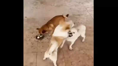 Funny Dog Video: ಎರಡು ಶ್ವಾನಗಳ ಜಗಳದ ಈ ವಿಡಿಯೋದಲ್ಲಿದೆ ಒಂದು ಅದ್ಭುತ ಜೀವನ ಪಾಠ...!