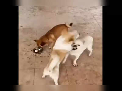 Funny Dog Video: ಎರಡು ಶ್ವಾನಗಳ ಜಗಳದ ಈ ವಿಡಿಯೋದಲ್ಲಿದೆ ಒಂದು ಅದ್ಭುತ ಜೀವನ ಪಾಠ...!