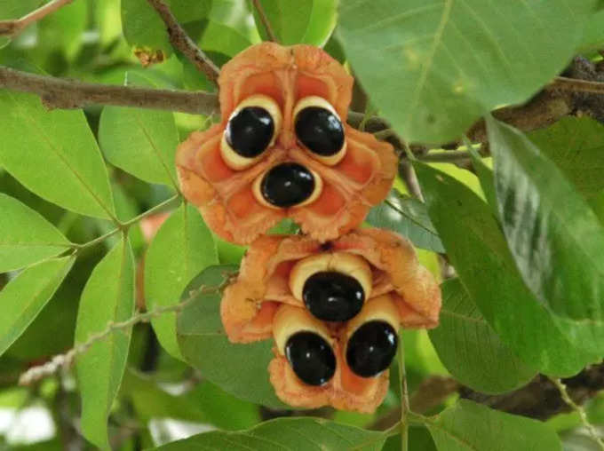 Ackee Fruit: