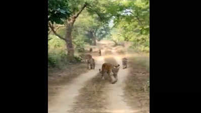 ಗಾಂಭೀರ್ಯದಿಂದ ಹೆಜ್ಜೆ ಇಡುತ್ತಾ ಒಟ್ಟಿಗೆ ಸಾಗಿದ ಆರು ಹುಲಿಗಳು : ಈ ದೃಶ್ಯವೇ ಮನಮೋಹಕ