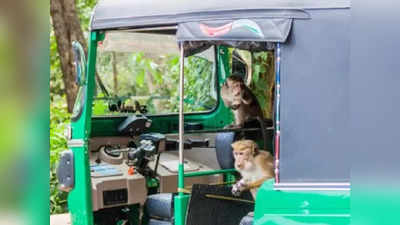 माकडाने लावला रिक्षावाल्याला चुना; १ लाख रुपये चोरुन झाला फरार