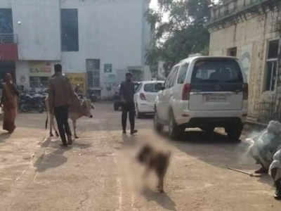Ashoknagar Viral Video: नवजात के शव को मुंह में दबाए जिला अस्पताल में घूम रहा था कुत्ता, 25 दिन पहले भी दिखा था ऐसा ही वीभत्स नजारा