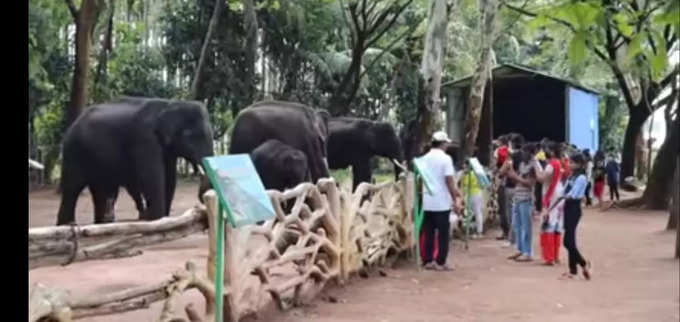 ಆನೆ ವೀಕ್ಷಿಸುತ್ತಿರುವ ಪ್ರವಾಸಿಗರು