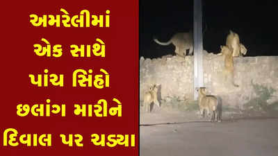 અમરેલીઃ સિંહનો છલાંગ મારતો વીડિયો જોઈ રુંવાટા ઉભા થઈ જશે 