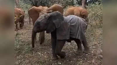 कुटुंबानं केलं जंगी स्वागत; पाहा हत्तीच्या पिल्लाचा हृदयस्पर्शी व्हिडीओ