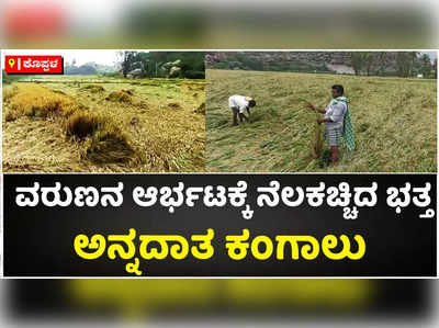 ಕೊಪ್ಪಳದಲ್ಲಿ ಭಾರೀ ಮಳೆಗೆ ನೆಲಕಚ್ಚಿದ ಭತ್ತದ ಬೆಳೆ..! ಕೈಗೆ ಬಂದ ತುತ್ತು ಬಾಯಿಗೆ ಬರದೇ ಕಂಗಾಲಾದ ಅನ್ನದಾತ