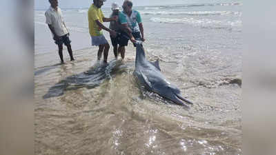 dolphins in vengurla वेंगुर्ला: मोचेमाडमध्ये मच्छिमारांच्या जाळ्यात अडकले तीन मोठे डॉल्फिन मासे